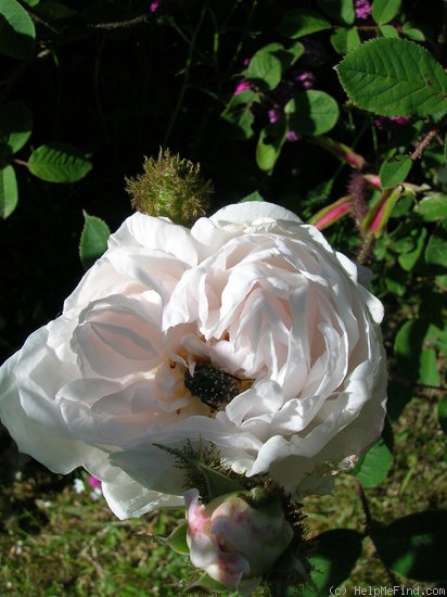 'Blanche Moreau' rose photo