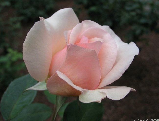 'Roberto Capucci ®' rose photo