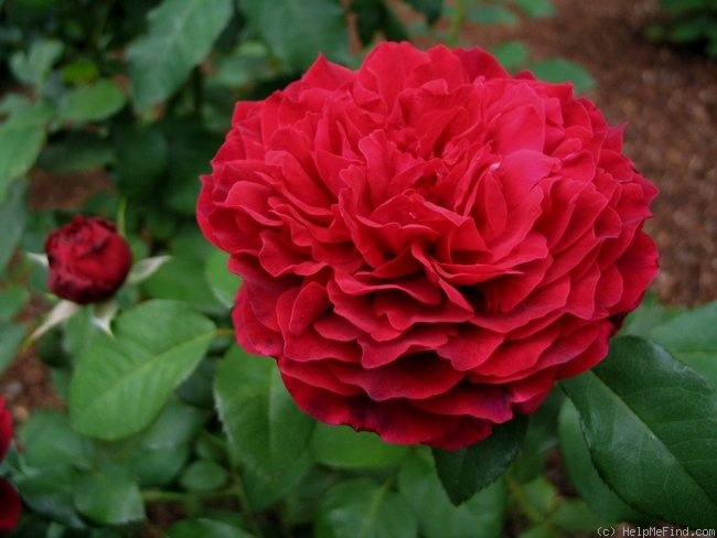 'Janice Kellogg ®' rose photo
