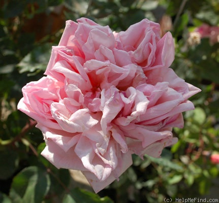 'Regulus (tea, Robert & Moreau, 1860)' rose photo