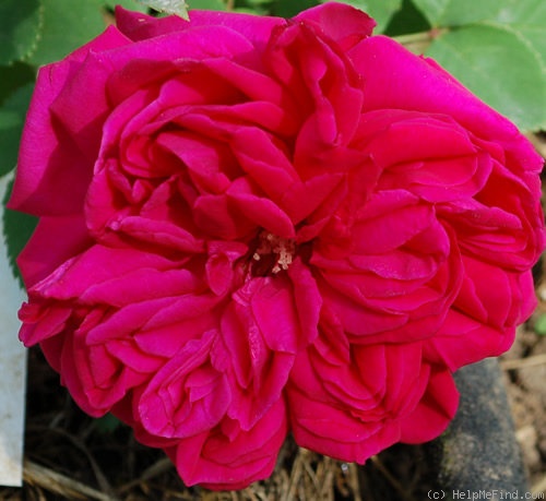 'Reine Marguerite d'Italie (Hybrid Tea, Soupert & Notting, 1904)' rose photo