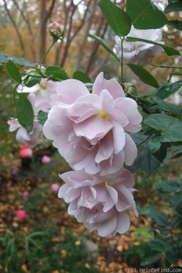 'Silver Cloud (Floribunda, Moore, 1990)' rose photo
