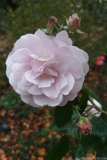 'Silver Cloud (Floribunda, Moore, 1990)' rose photo