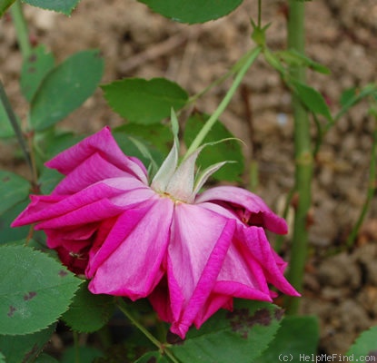 'Reine Marguerite d'Italie (Hybrid Tea, Soupert & Notting, 1904)' rose photo