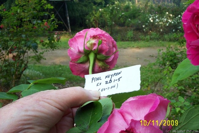 'Paul Neyron (Hybrid Perpetual, Levet, 1869)' rose, click to enlarge 'Paul Neyron (Hybrid Perpetual, Levet, 1869)' rose photo