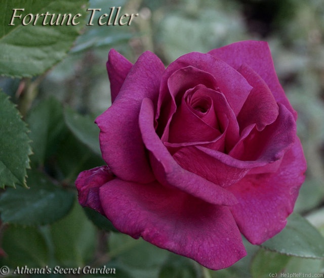 'Fortune Teller ™' rose photo