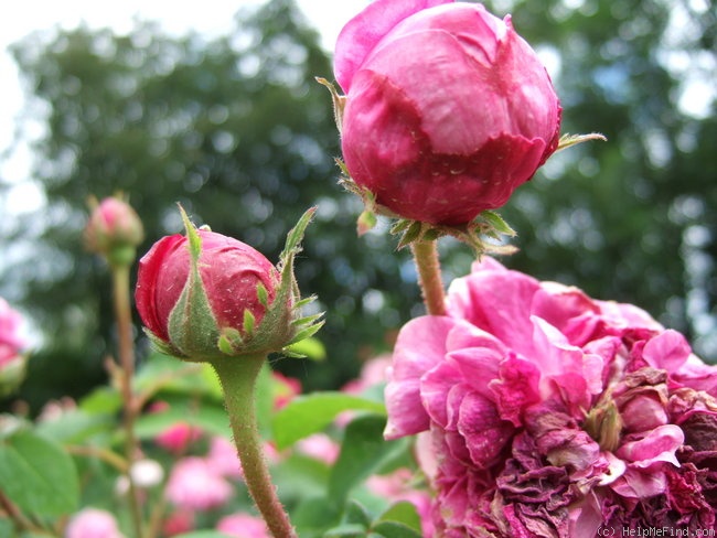 'Alfieri' rose photo