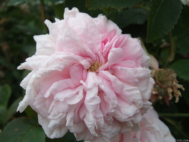'Bellard (gallica, Unknown, pre 1846)' rose, click to enlarge 'Bellard (gallica, Unknown, pre 1846)' rose photo