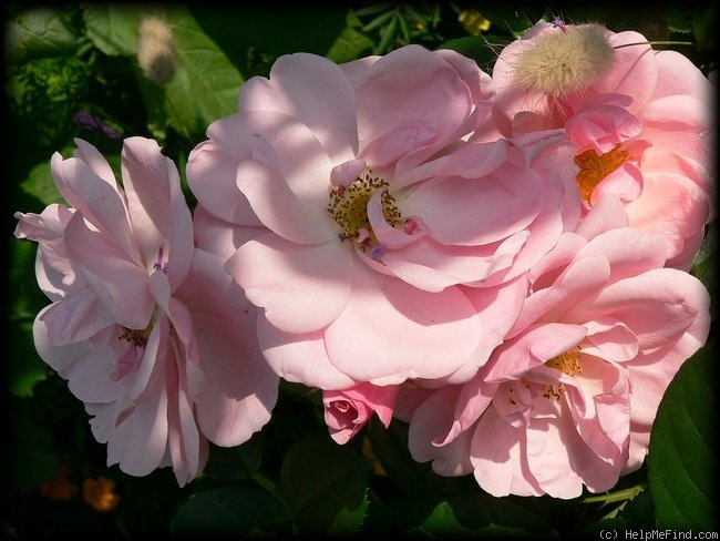 'Egon Schiele' rose photo