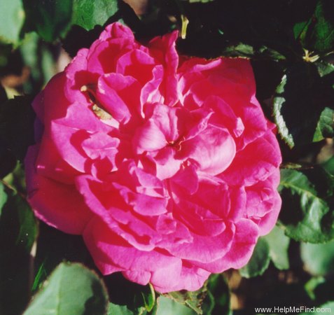 'Gloire de Ducher' rose photo