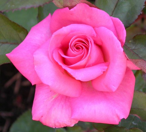 'Awareness' rose photo
