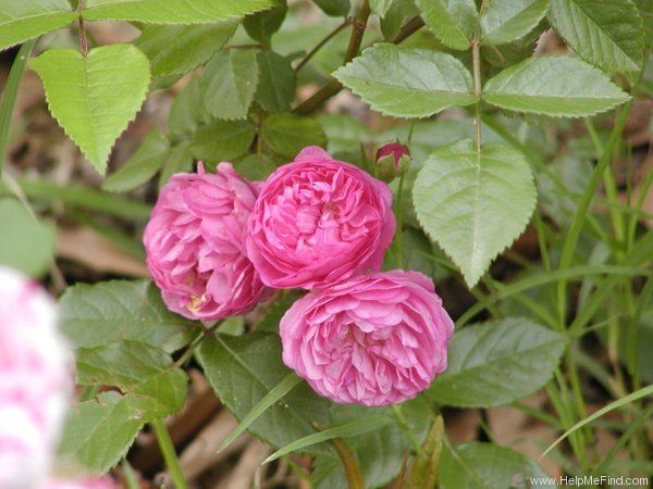 'Excellenz von Schubert (Polyantha Lambert, 1909)' rose photo