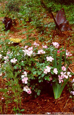 'First Light (shrub, Marciel before 1997)' rose photo