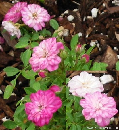 'Elfinglo' rose photo