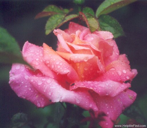 'Troika ®' rose photo