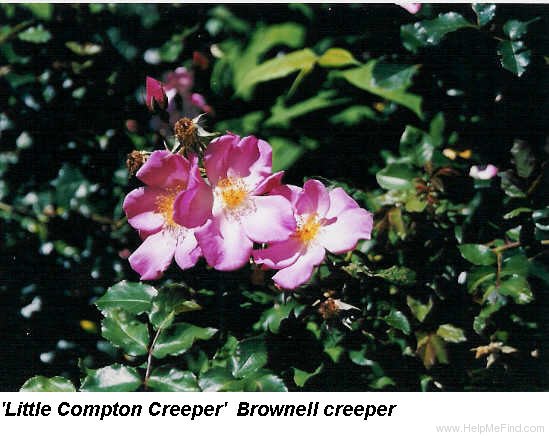 'Little Compton Creeper' rose photo