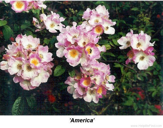 'America (rambler, Walsh, 1915)' rose photo