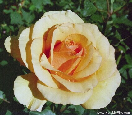 'Ann Harkness (Floribunda, Harkness, 1979)' rose photo