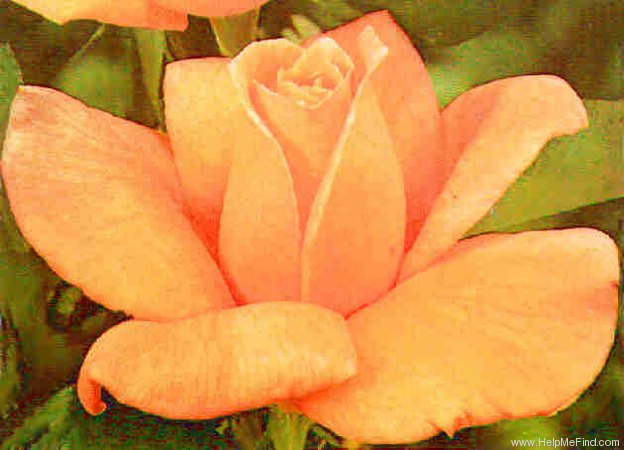 'Beauté (hybrid tea, Mallerin, 1953)' rose photo