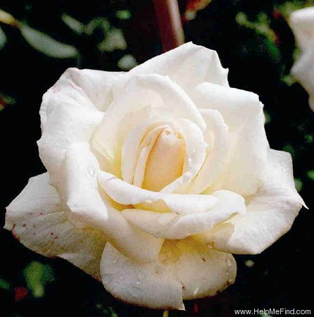 'Bernina ®' rose photo