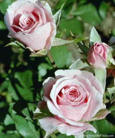 'Carol (floribunda, Amling, 1953)' rose photo