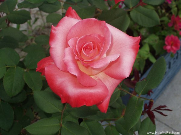 'Brigadoon ™' rose photo