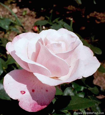 'Éterna ®' rose photo