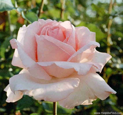 'Grand Siècle®' rose photo