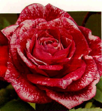 'Ispahan (miniature, McGredy 1980)' rose photo