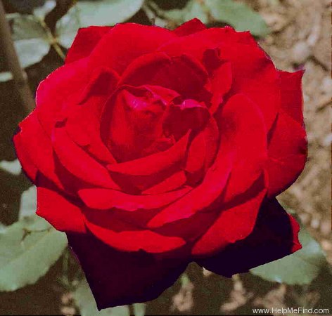 'Josephine Bruce' rose photo