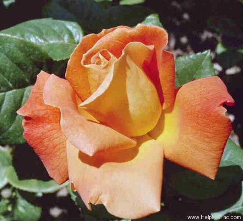 'Louis de Funès ®' rose photo