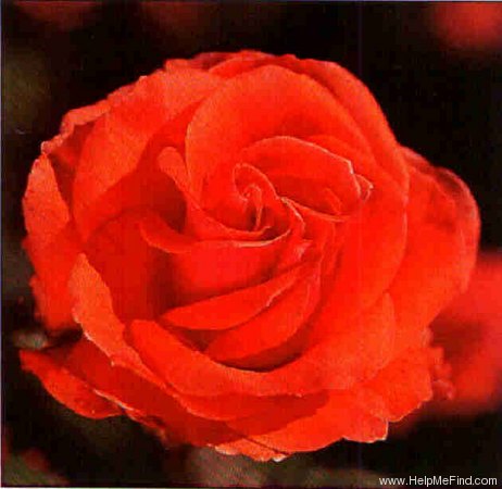 'Madelon' rose photo