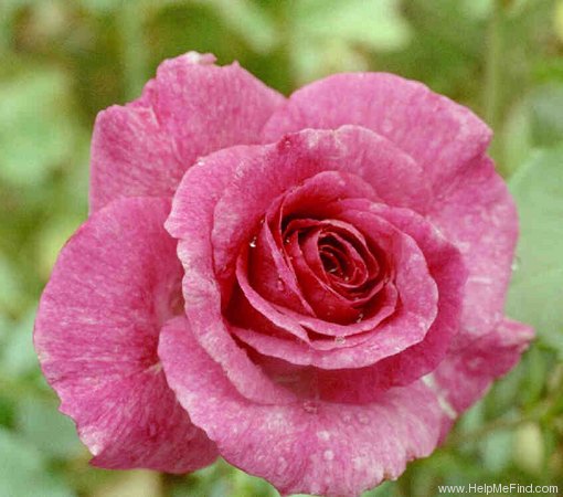 'Mélodie Parfumée ™' rose photo