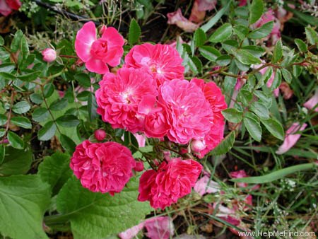 'Crimson Rambler' rose photo