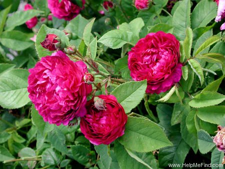'D'Aguesseau' rose photo