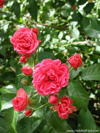 'Elmshorn' rose, click to enlarge 'Elmshorn' rose photo