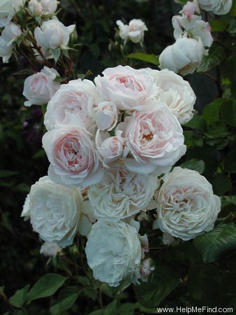 'Grandma's Lace' Rose