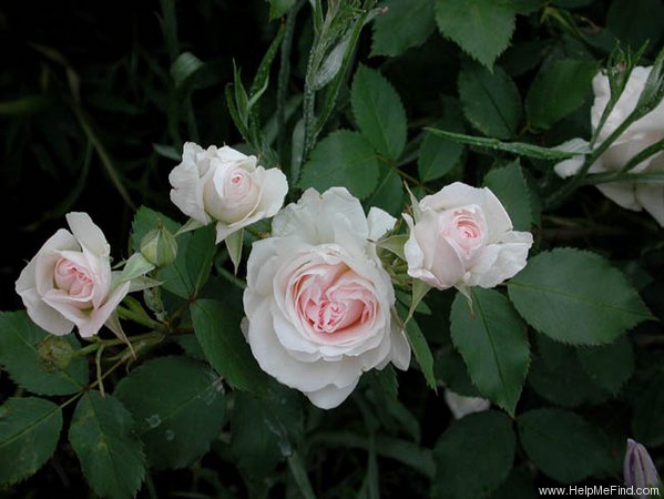 'Jean Mermoz' rose photo