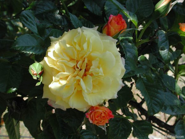 'Rugelda ®' rose photo