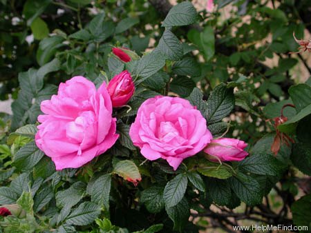 'Belle Poitevine' rose photo