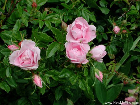 '<i>Rosa virginiana plena</i>' rose photo