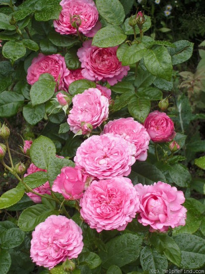 'Chantal Mérieux ®' rose photo