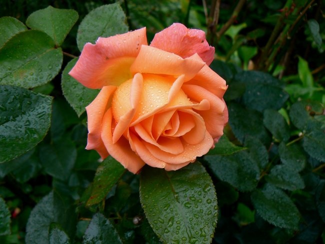 'Westerland (Shrub, Kordes, 1969)' rose photo