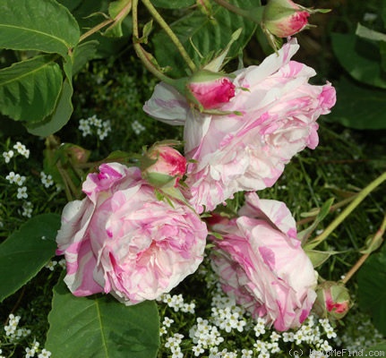 '<i>Rosa centifolia variegata</i>' rose photo