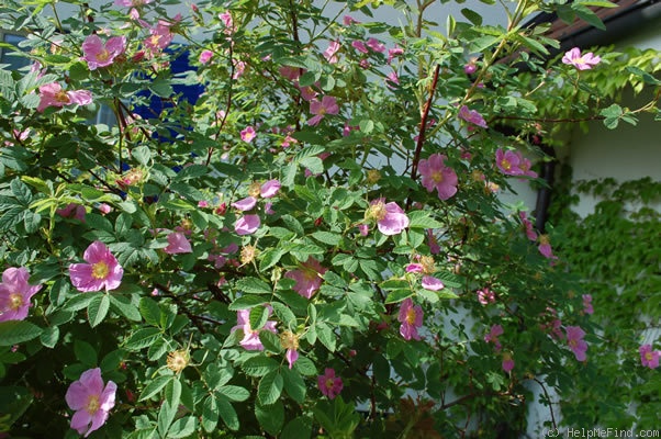 'R. majalis' rose photo
