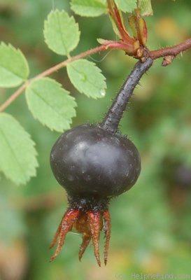 '<i>Rosa spinosissima</i>' rose photo