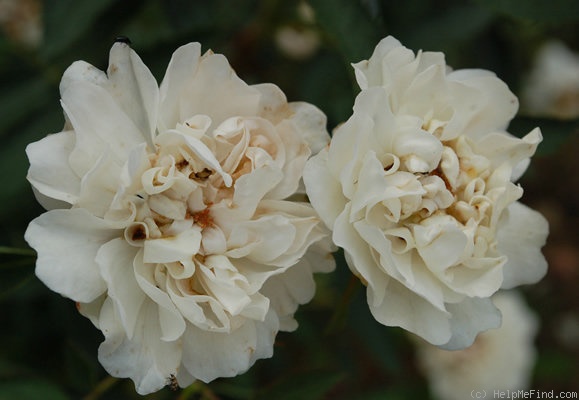 '<i>Rosa</i> x <i>cannabifolia</i>' rose photo