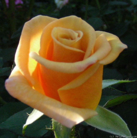 'Nancy Jean ™' rose photo