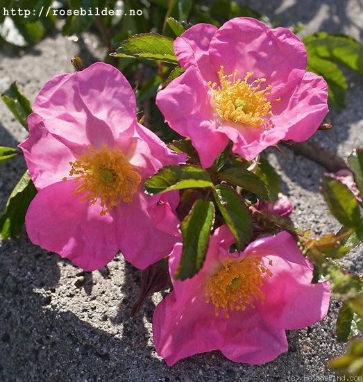 'Max Graf' rose photo