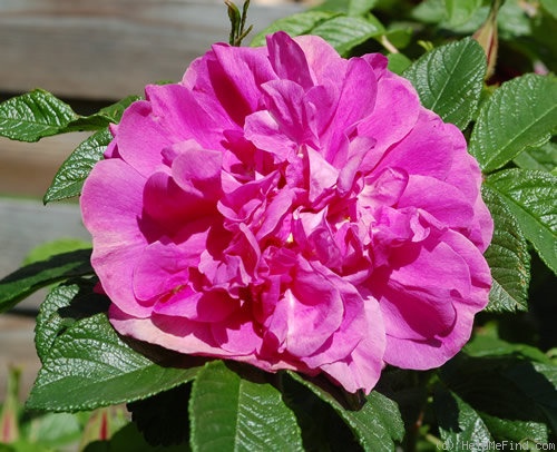 'Roseraie de l'Haÿ' rose, click to enlarge 'Roseraie de l'Haÿ' rose photo